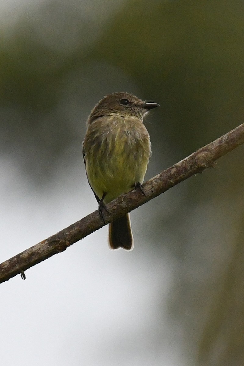 Olive-chested Flycatcher - Warren Whaley