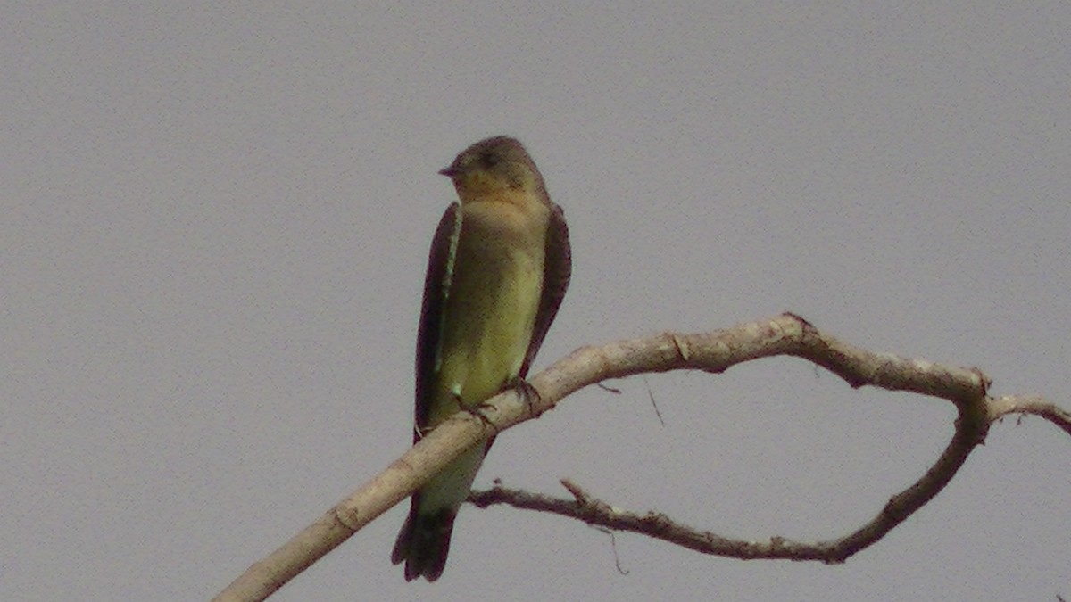 Southern Rough-winged Swallow - ML144202741