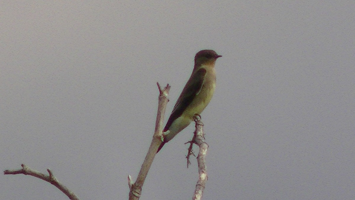 Southern Rough-winged Swallow - Santiago Bonillo