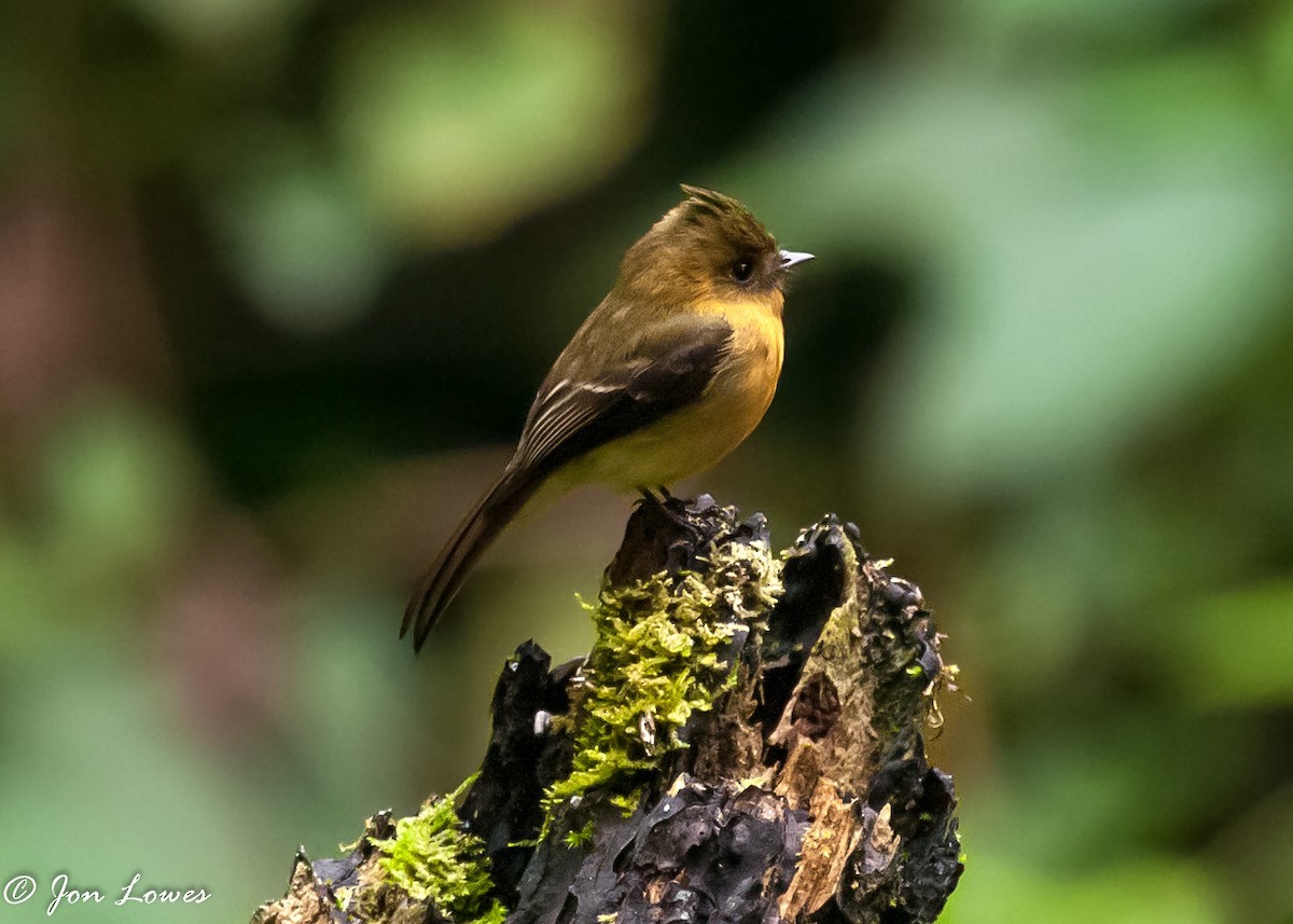 Tufted Flycatcher (Costa Rican) - Jon Lowes