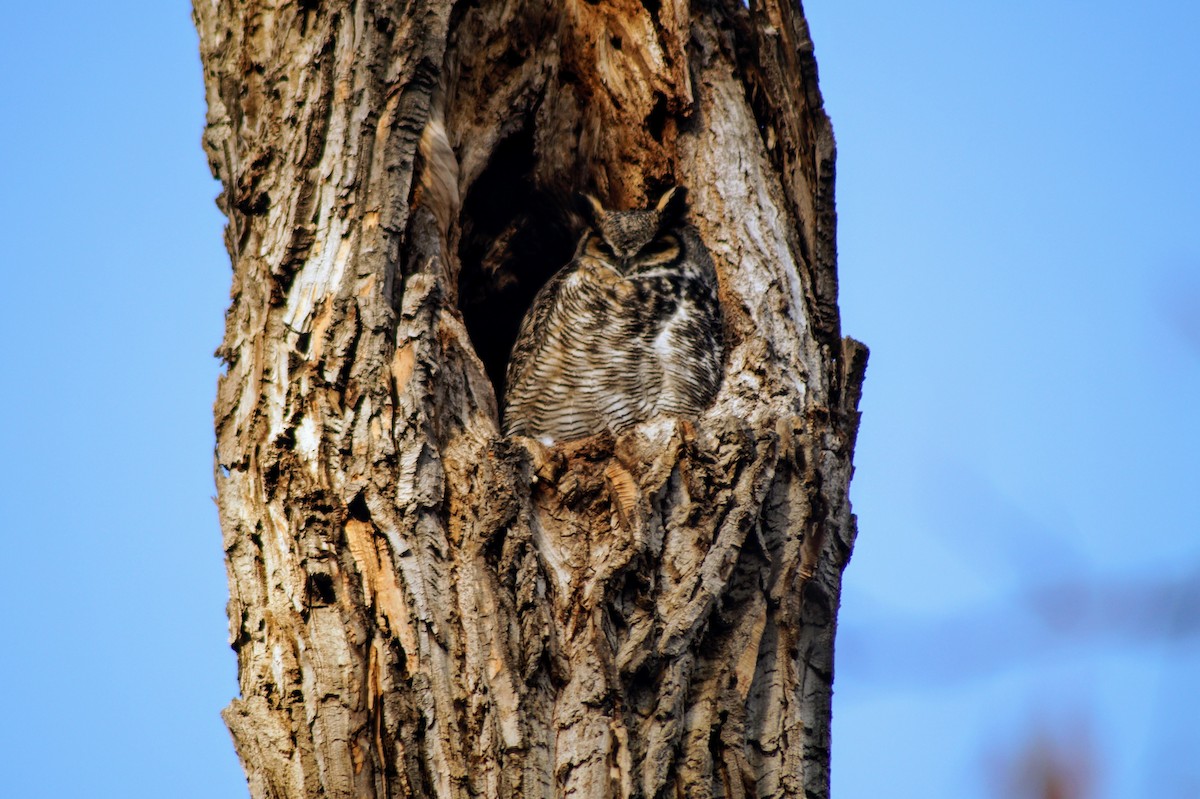 Great Horned Owl - ML144212311