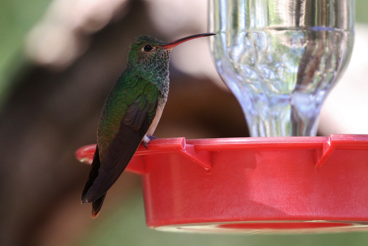 kolibřík yukatanský - ML144218301