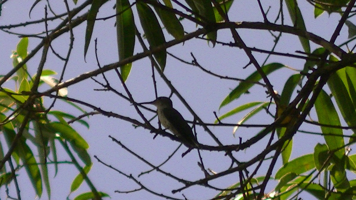 White-bellied Hummingbird - ML144219091