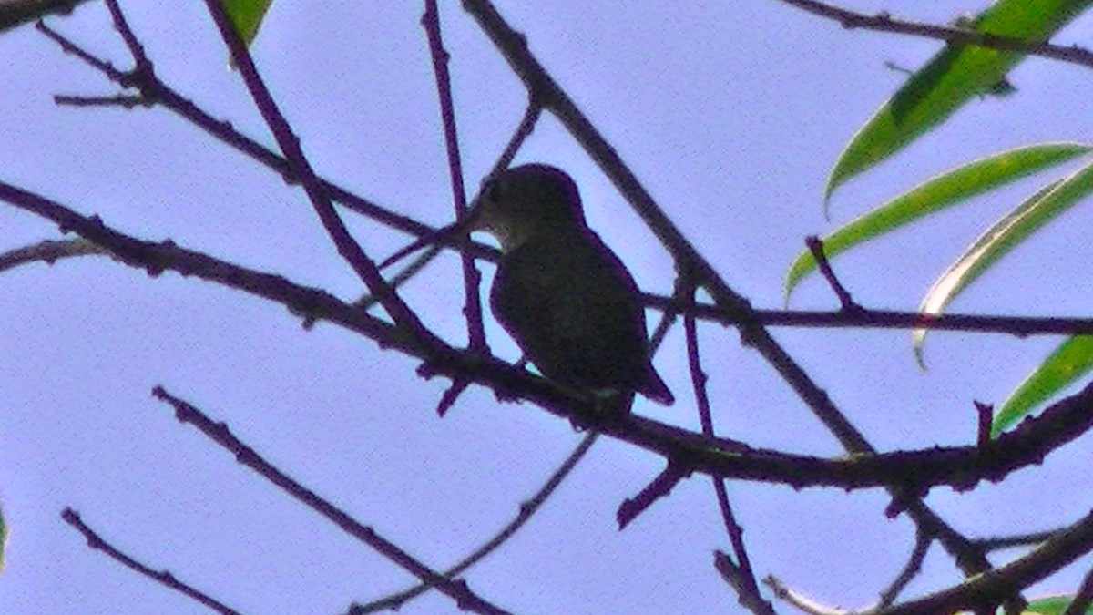 White-bellied Hummingbird - ML144219101