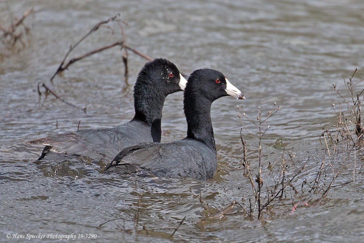 American Coot (Red-shielded) - Hans Spiecker