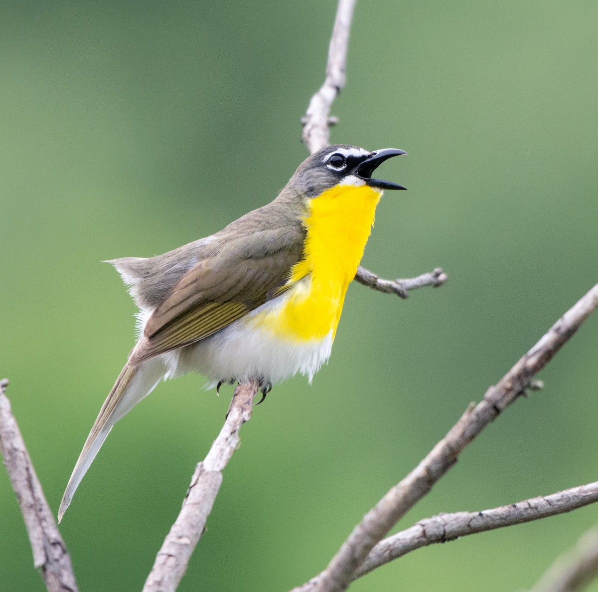 Yellow-breasted Chat - ML144223551