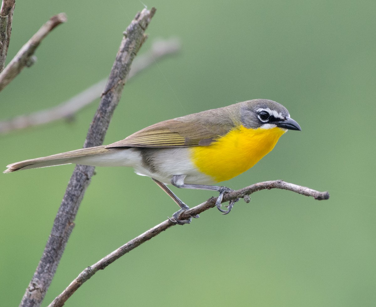 Yellow-breasted Chat - ML144223561
