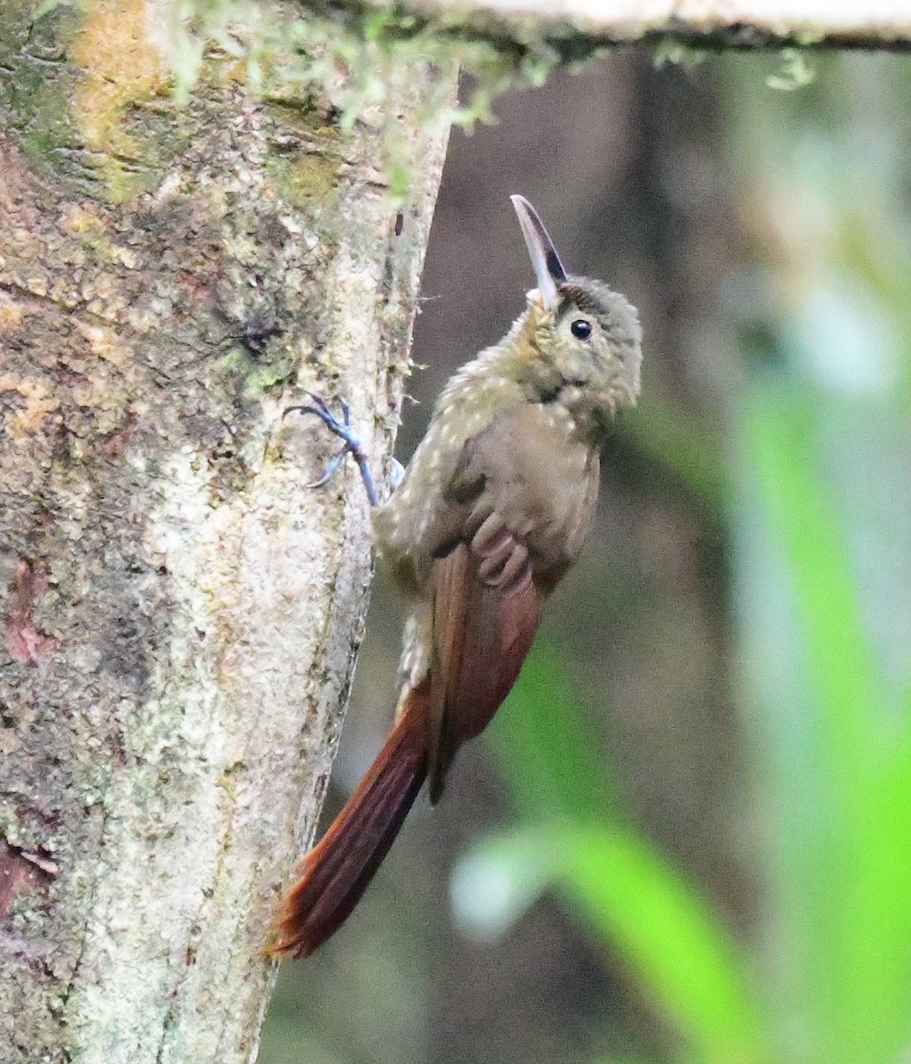 Spotted Woodcreeper - ML144228931