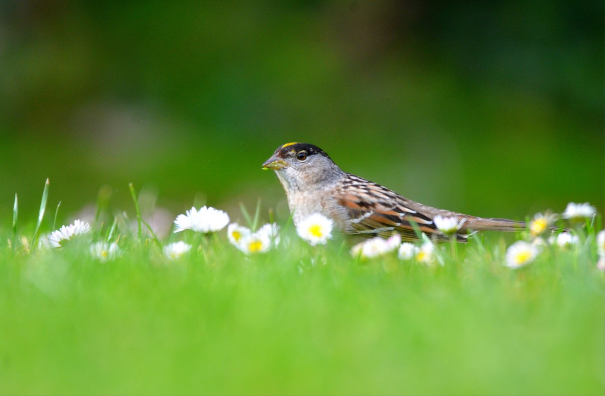 Golden-crowned Sparrow - ML144231521