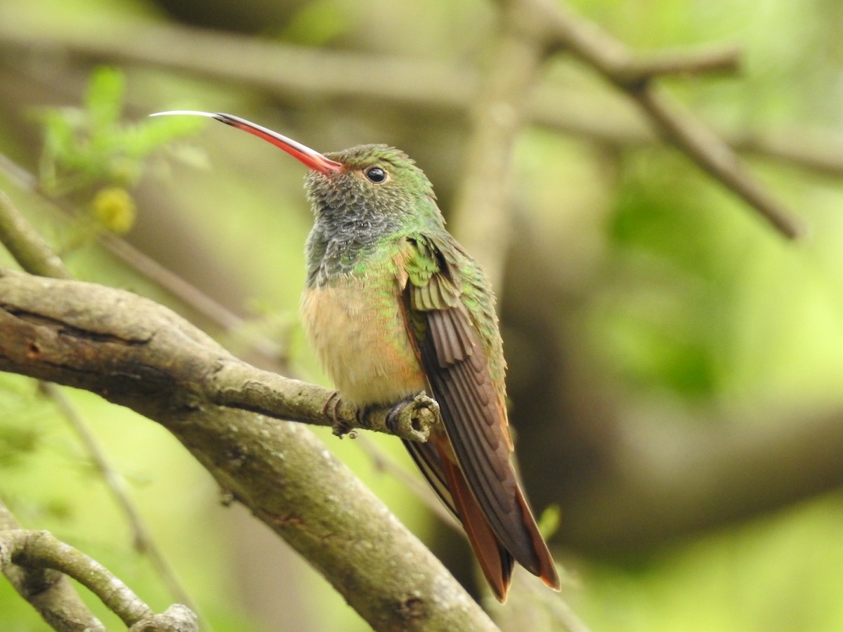 Buff-bellied Hummingbird - James Markham