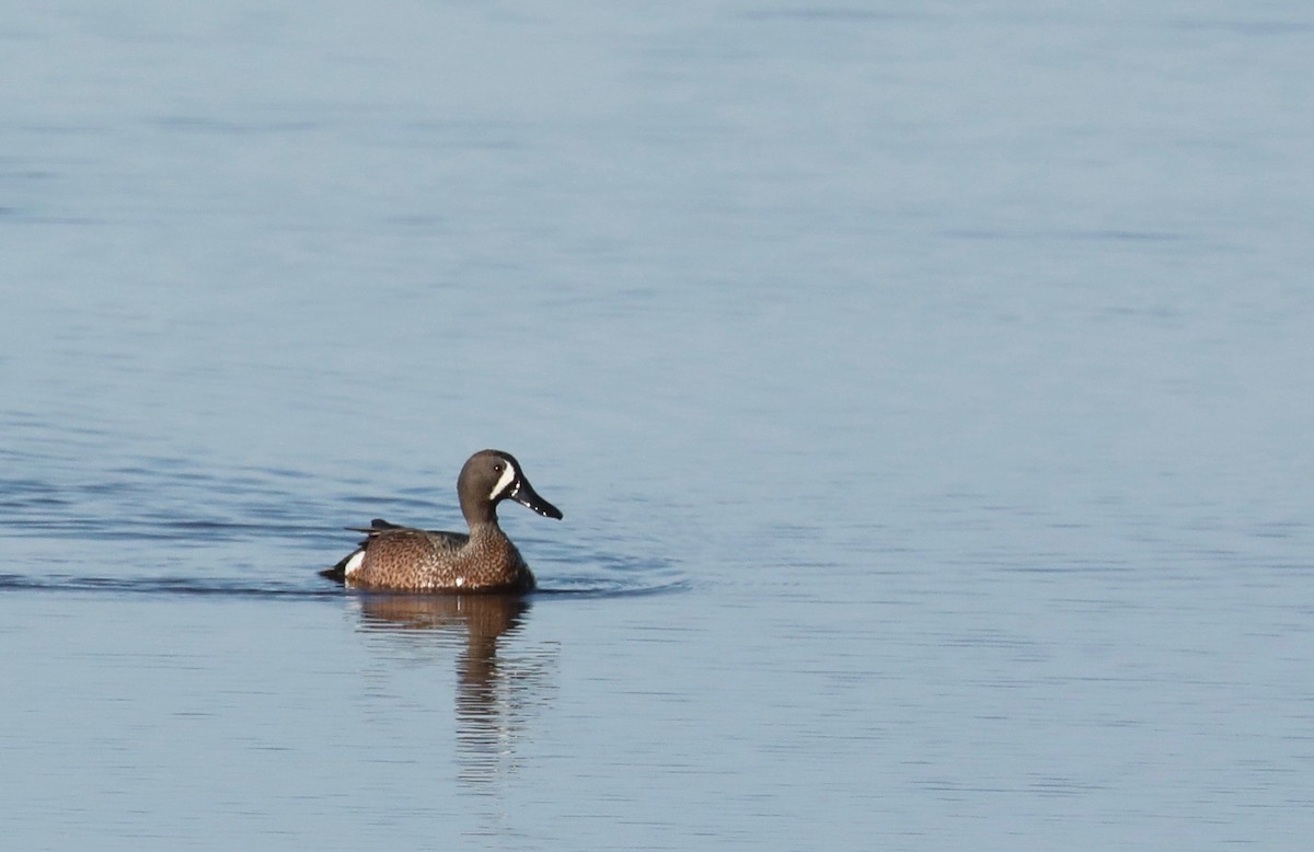 Blue-winged Teal - Chris Hill