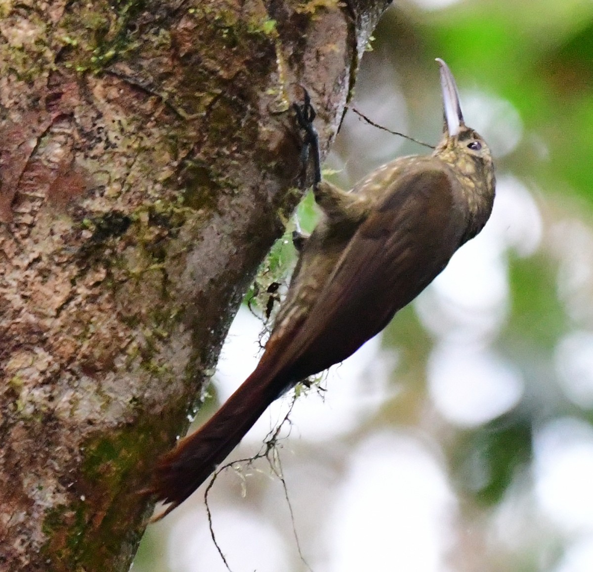 Spotted Woodcreeper - ML144237481