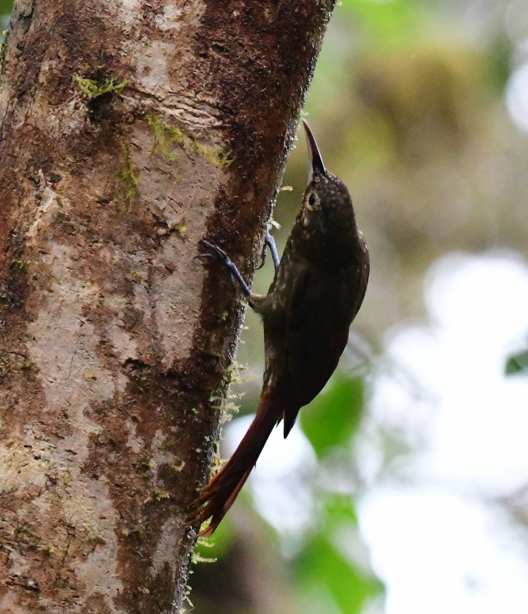 Spotted Woodcreeper - ML144237511