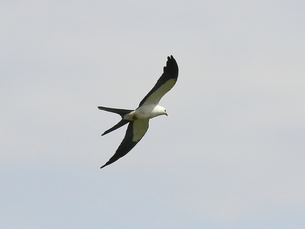 Swallow-tailed Kite - ML144247341