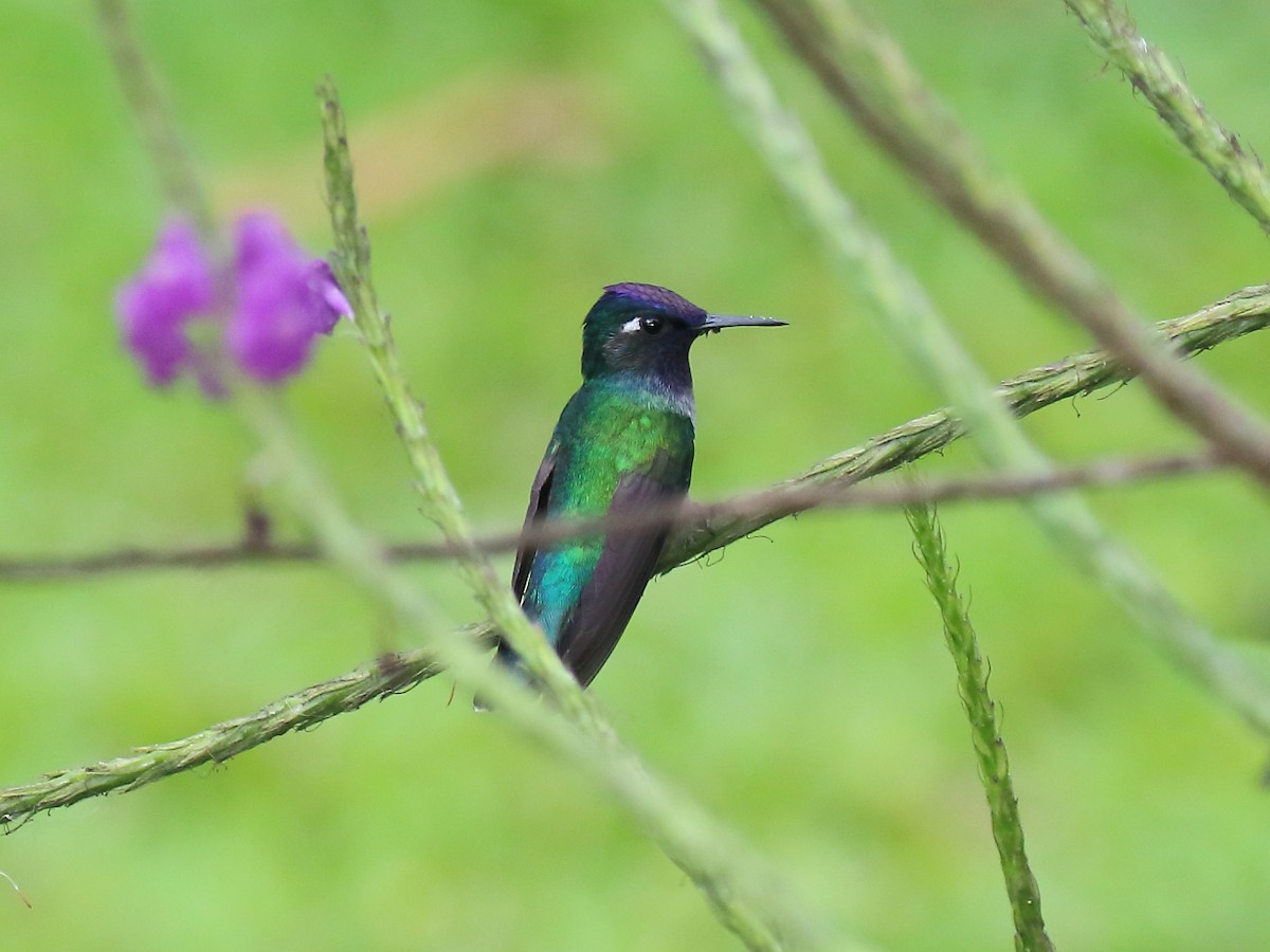 Violet-headed Hummingbird - ML144247471