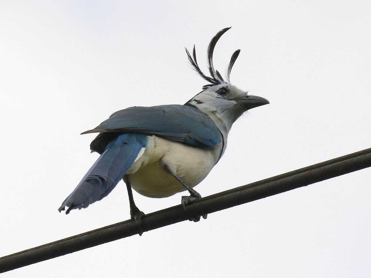 White-throated Magpie-Jay - ML144247661