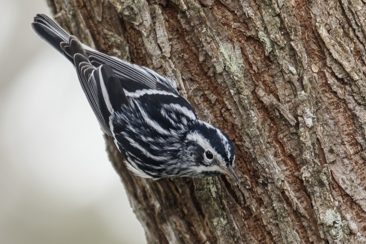 Black-and-white Warbler - ML144248181