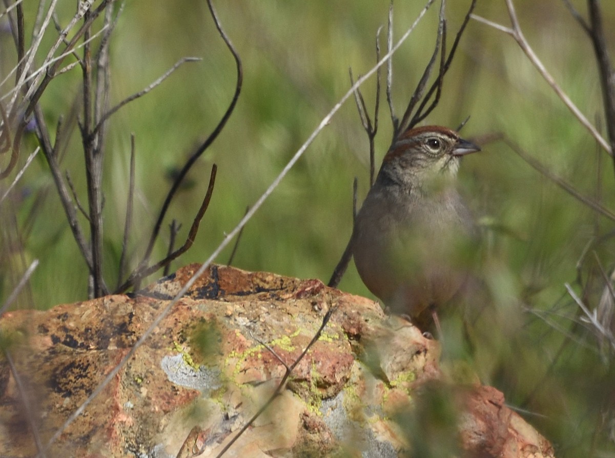 Rufous-crowned Sparrow - Guy Babineau