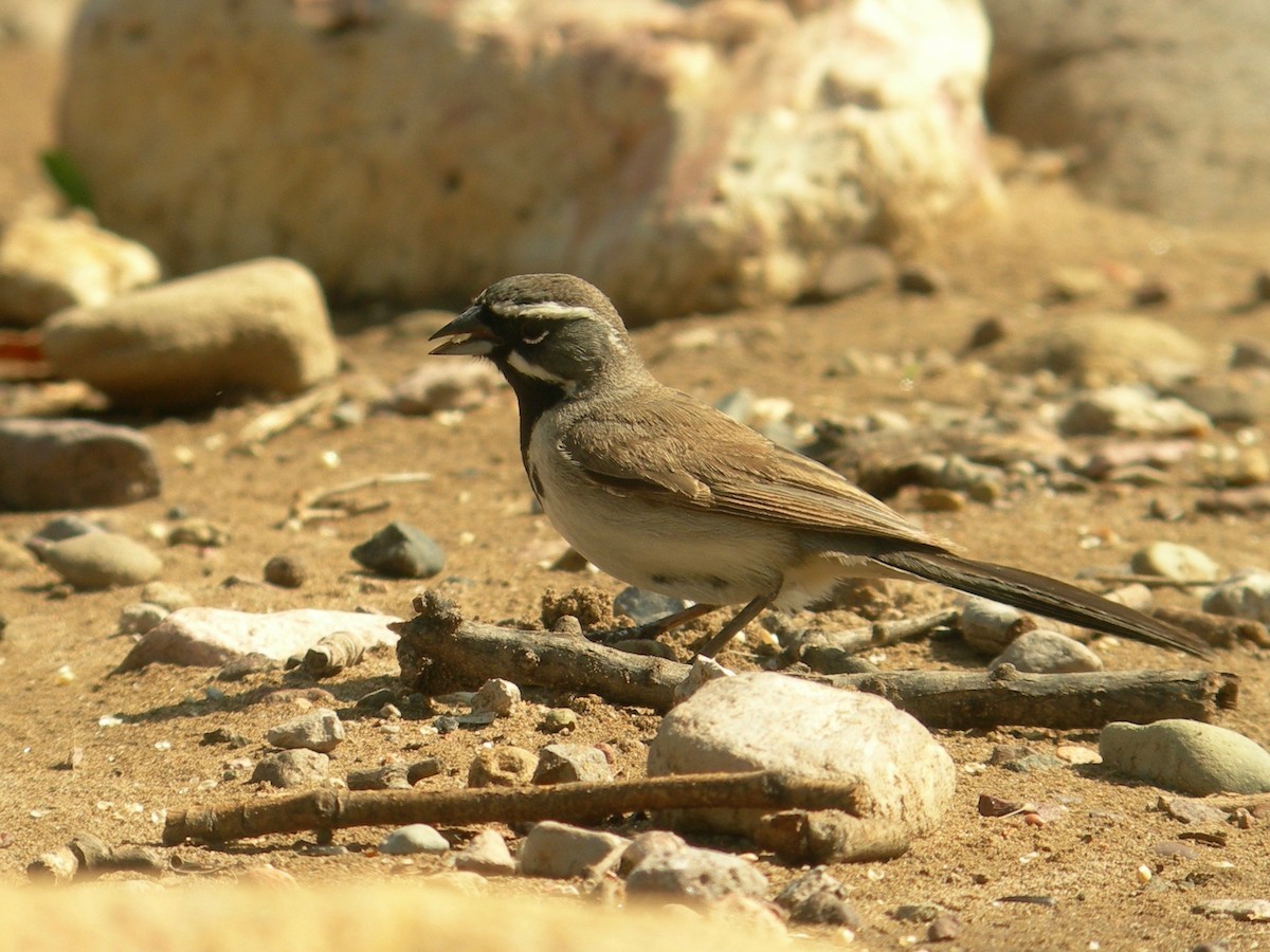 Black-throated Sparrow - Oscar Johnson