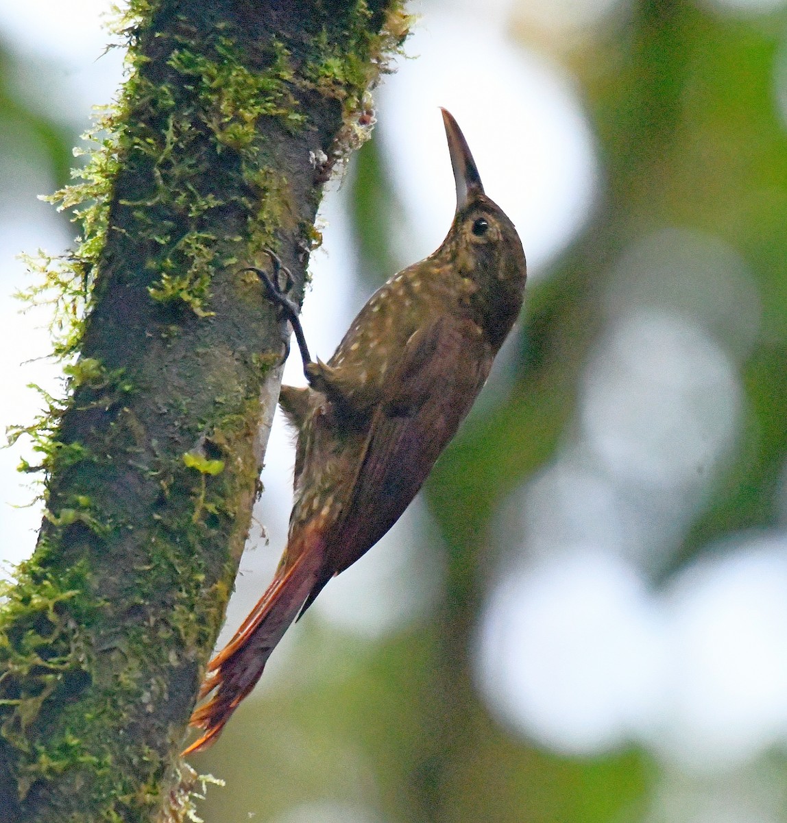 Spotted Woodcreeper - ML144249351