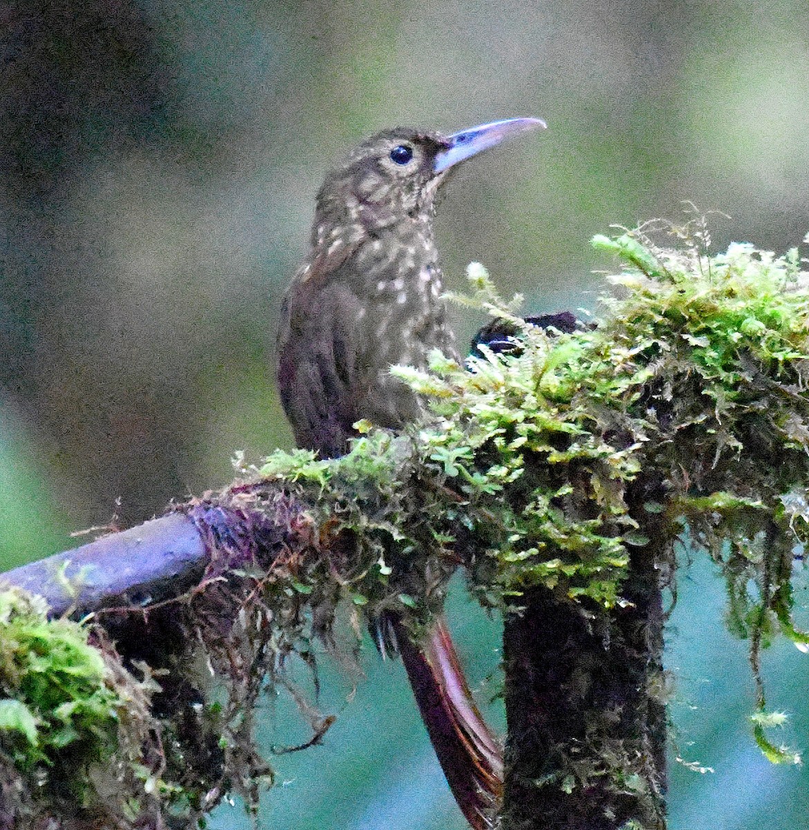 Spotted Woodcreeper - ML144249581