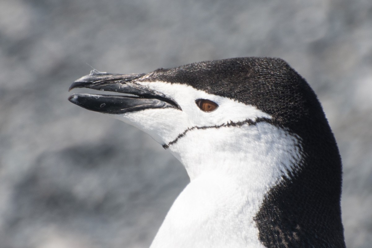Антарктический пингвин - ML144251441