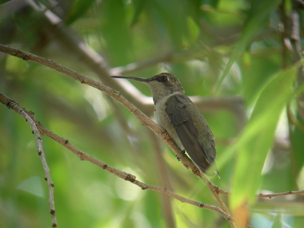 Black-chinned Hummingbird - Oscar Johnson