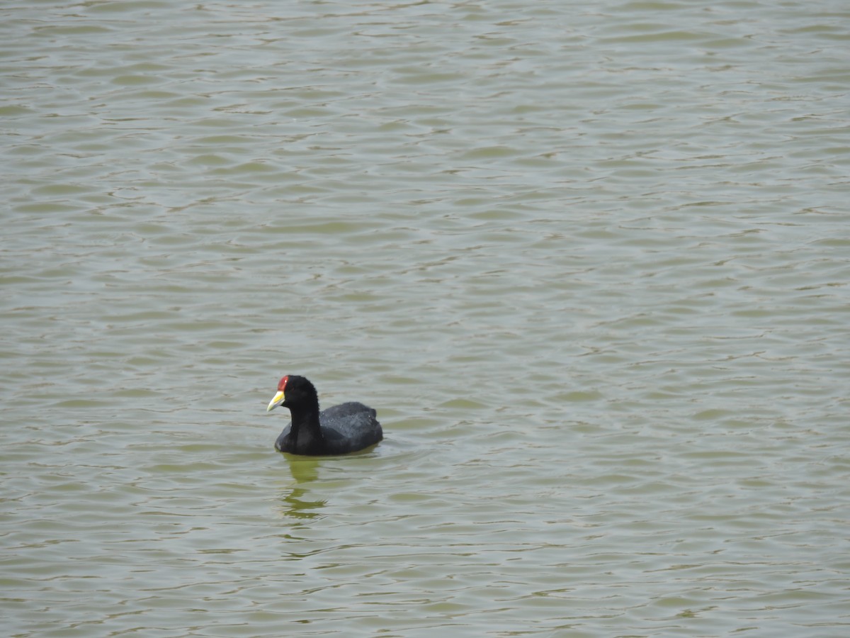 Slate-colored Coot - Ginny Culver