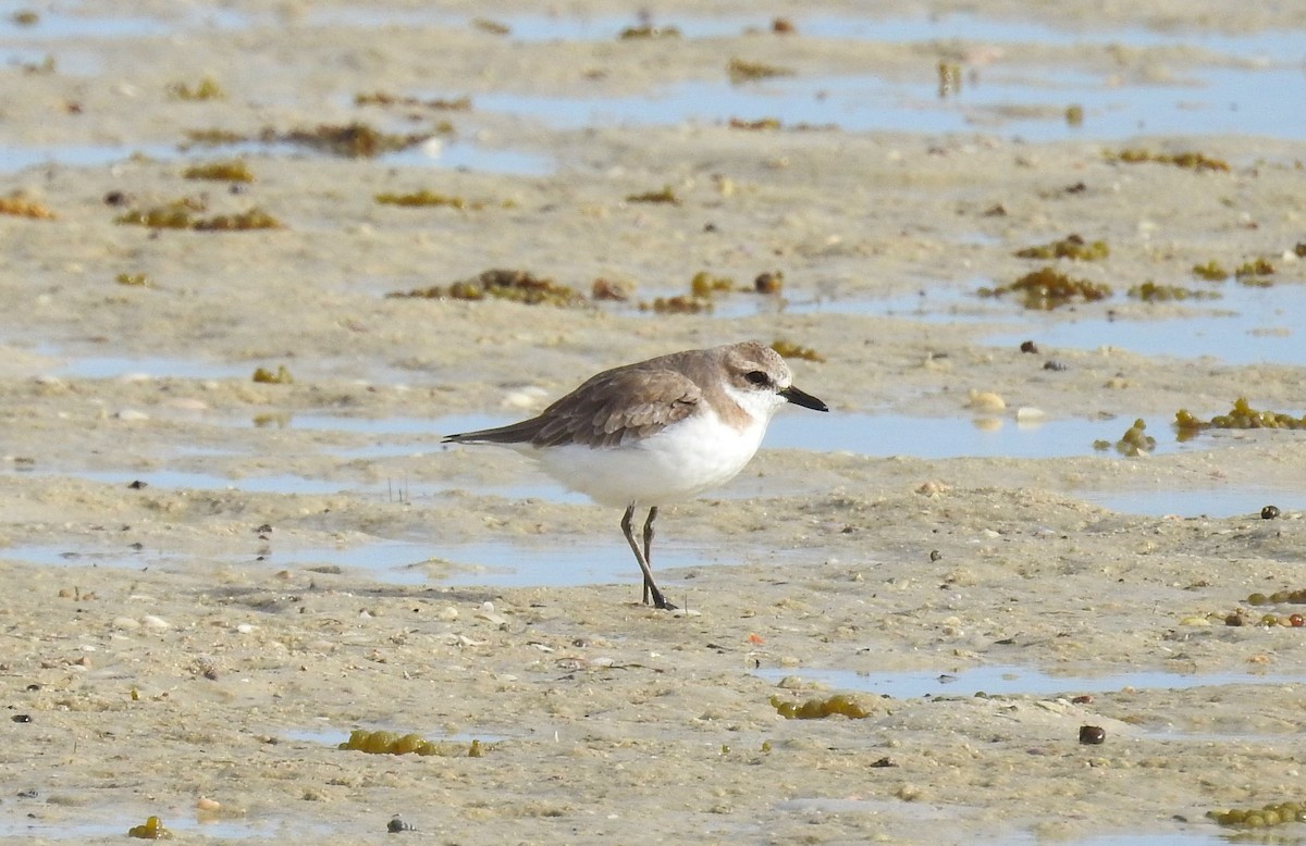 Greater Sand-Plover - Tobias Ley