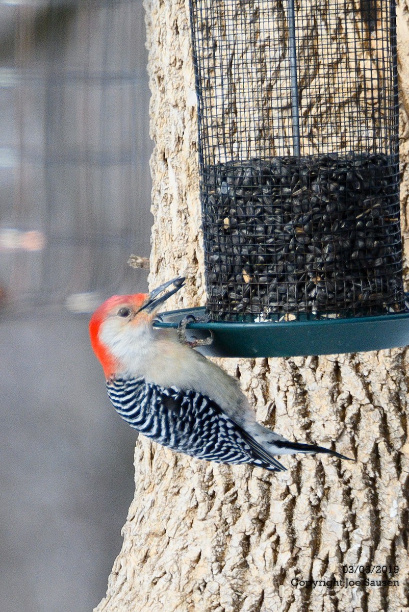 Red-bellied Woodpecker - Joe Sausen