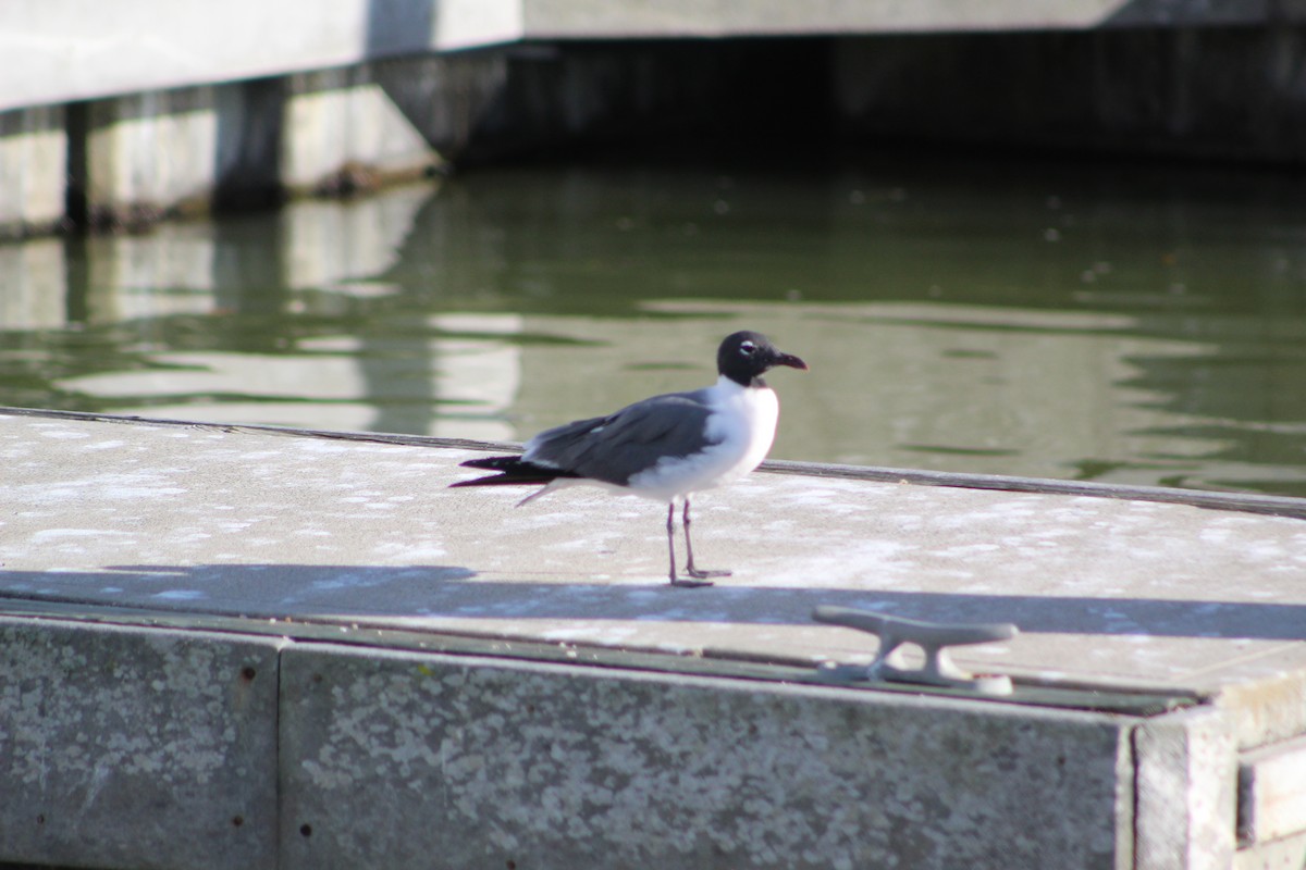 Laughing Gull - Alex Hachtman