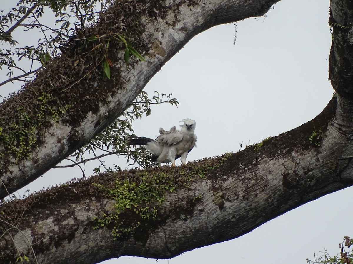 Harpy Eagle - David Russell