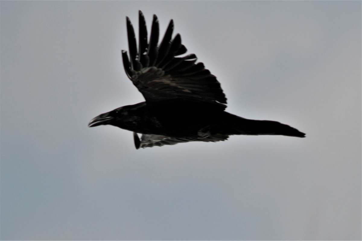 Common Raven - Jonathan DeBalko