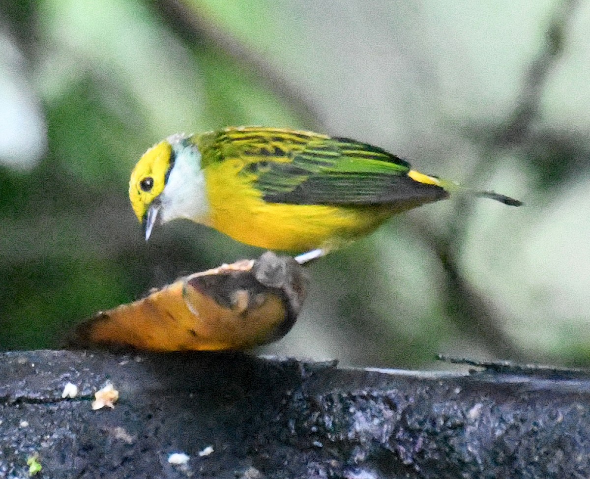 Silver-throated Tanager - ML144269531