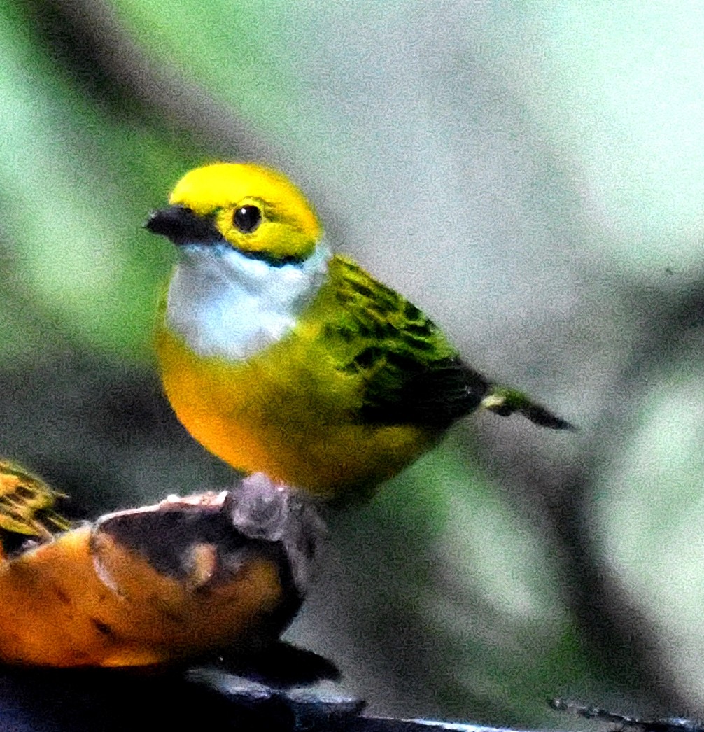Silver-throated Tanager - ML144269561