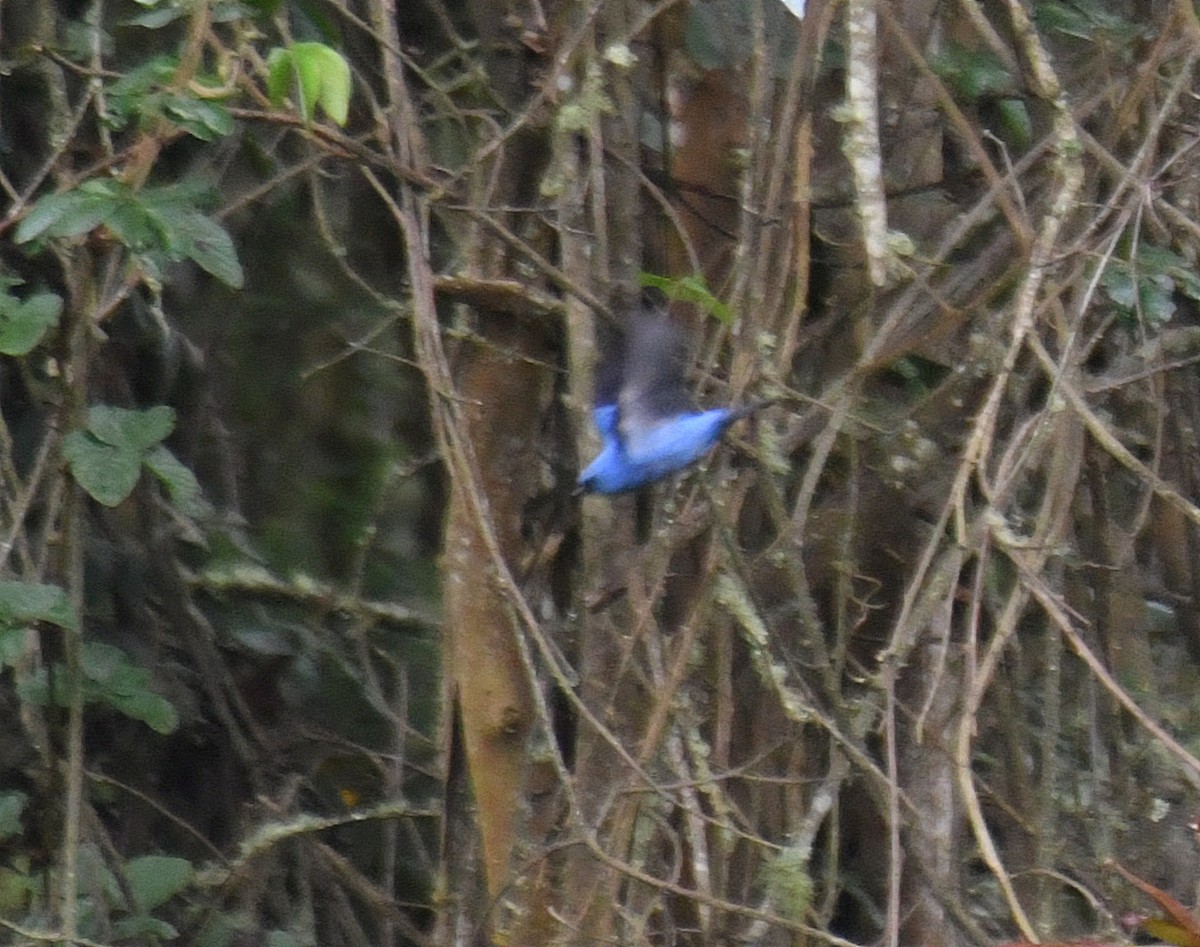 Blue-and-black Tanager - Daniel Murphy