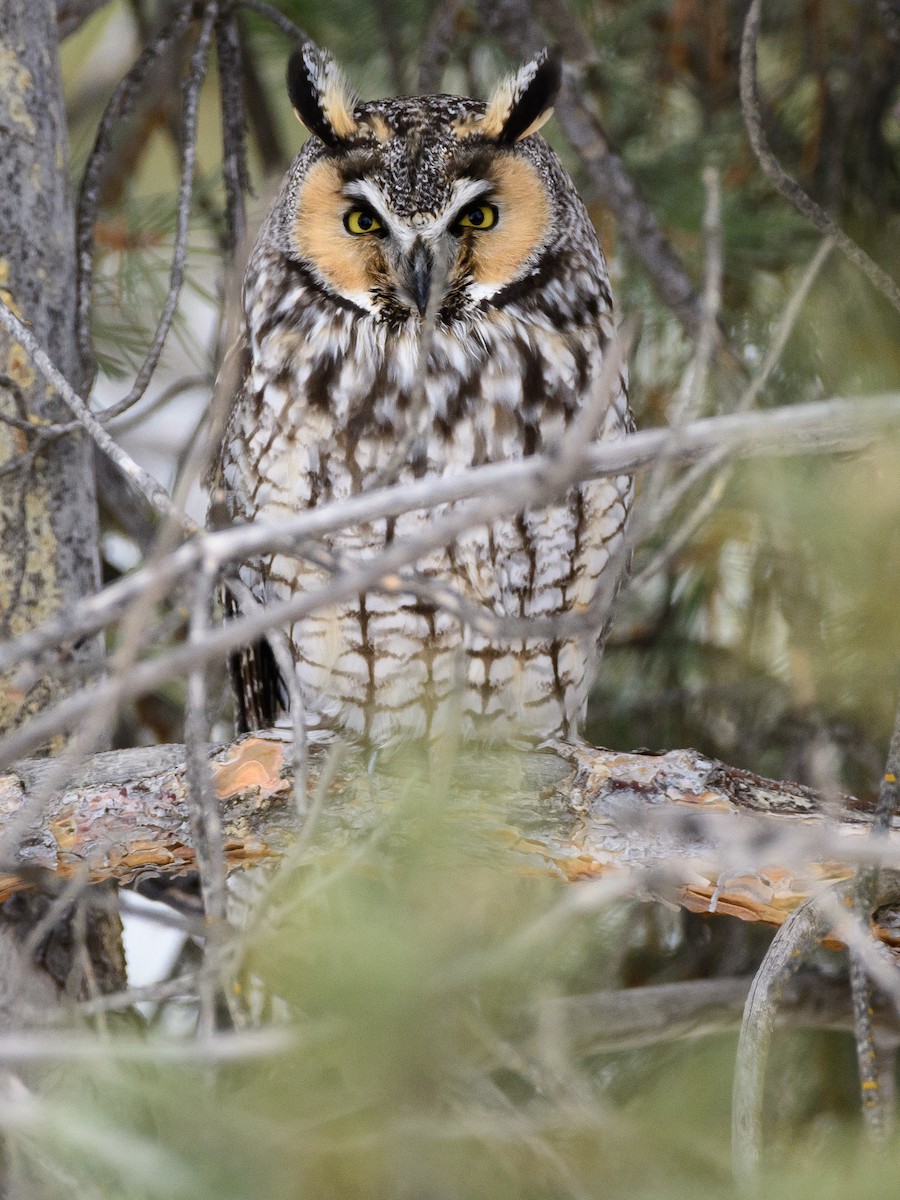 Long-eared Owl - Darren Clark