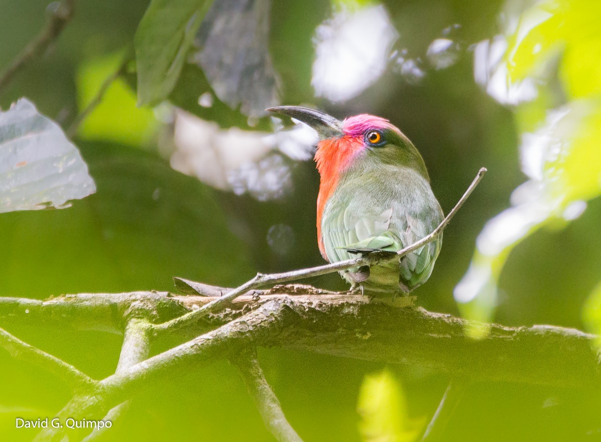 Red-bearded Bee-eater - Josiah David Quimpo