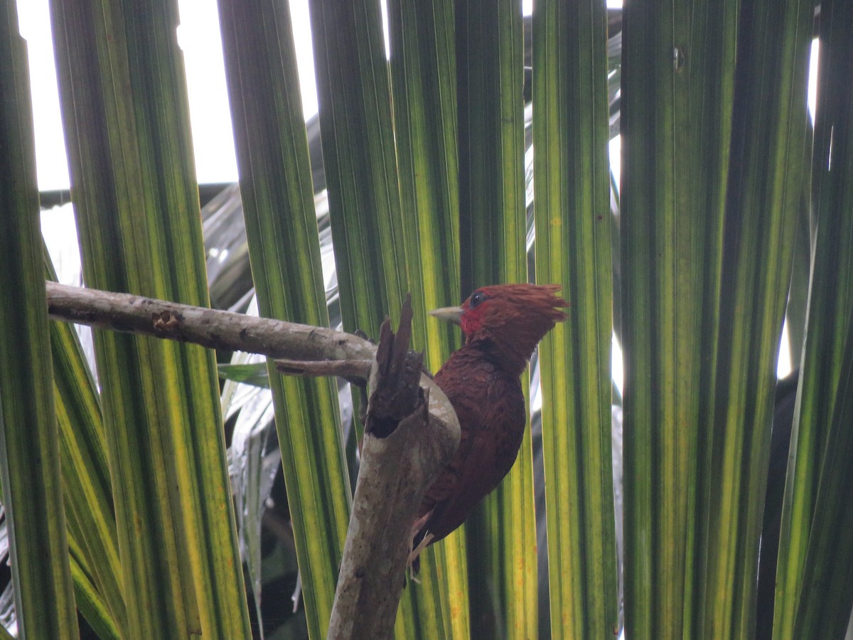 Chestnut-colored Woodpecker - ML144274531