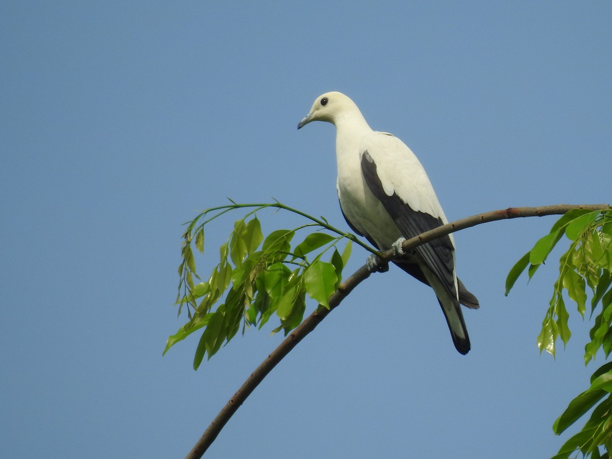 Pied Imperial-Pigeon - ML144274961