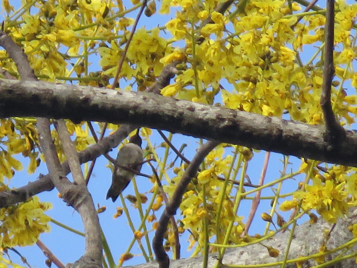 Yakut Boğazlı Kolibri - ML144275221
