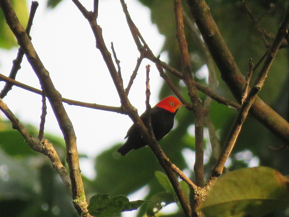 Red-capped Manakin - ML144275361