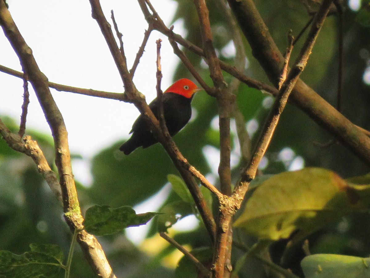 Red-capped Manakin - ML144275371