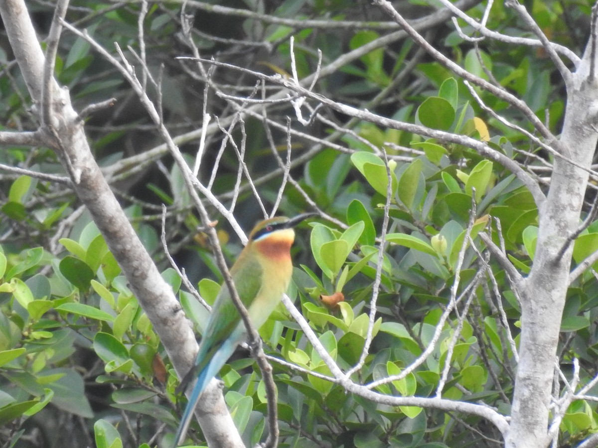 Blue-tailed Bee-eater - ML144275551