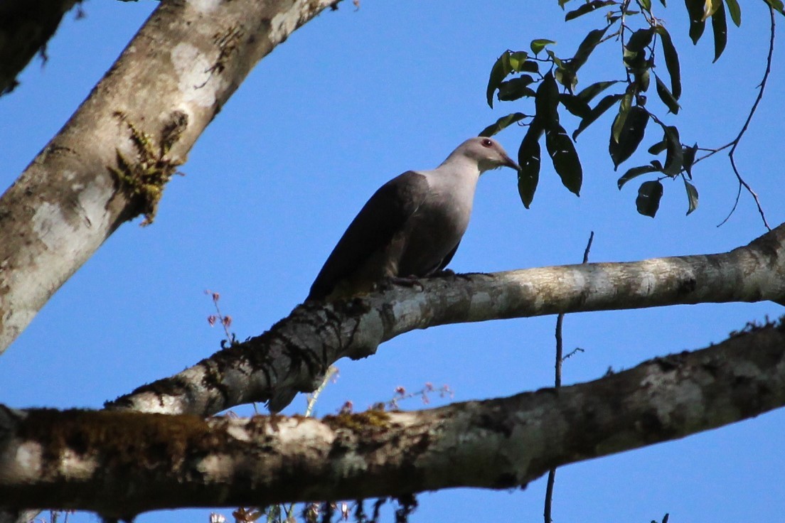 Malabar Imperial-Pigeon - Burke Korol
