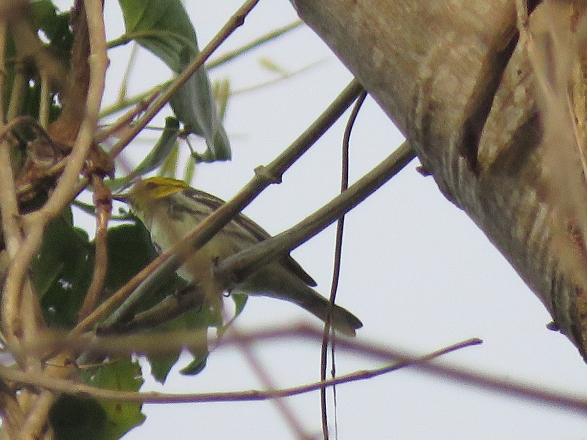 Black-throated Green Warbler - Jafeth Zablah
