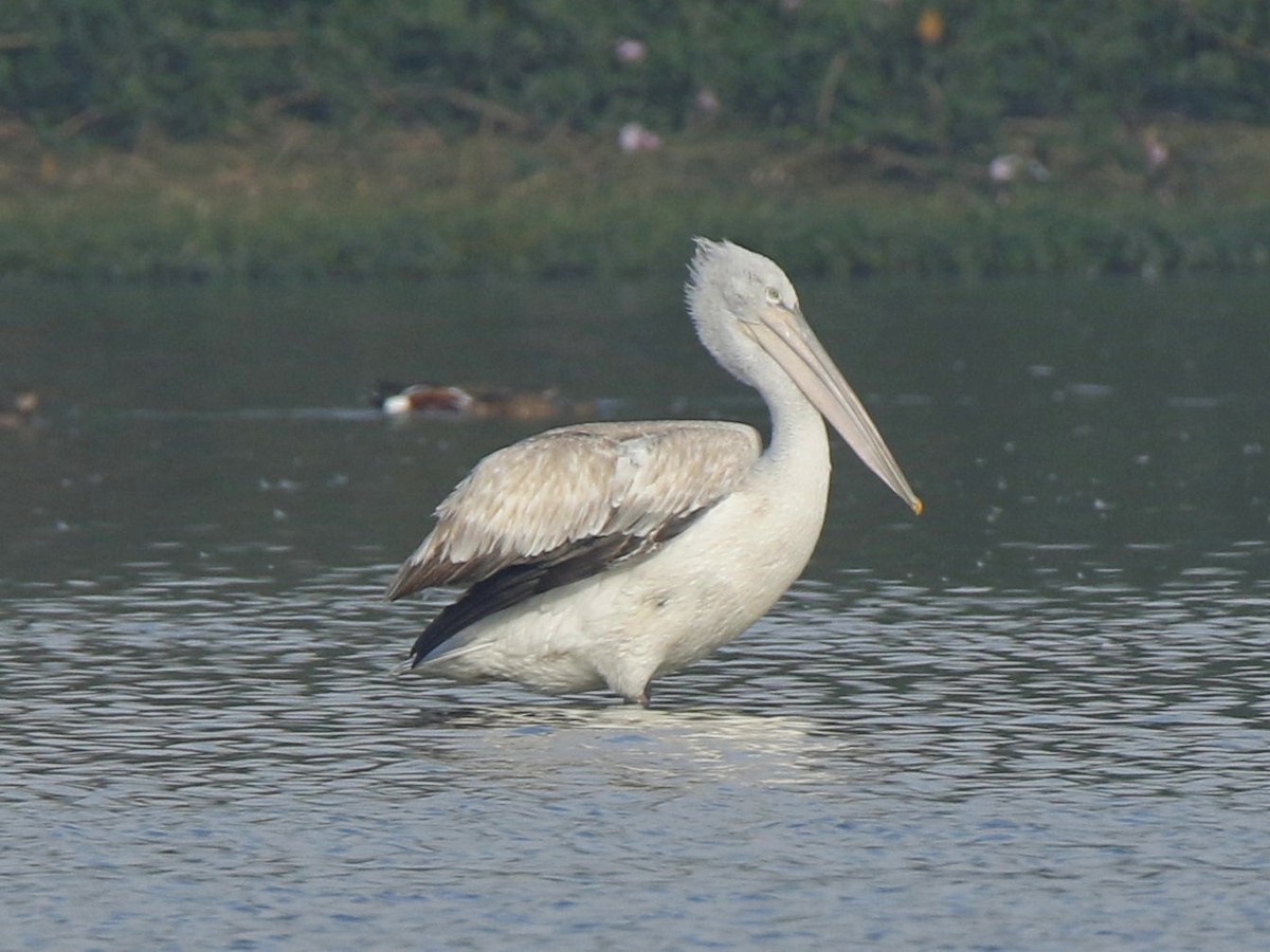 pelikán kadeřavý - ML144277121