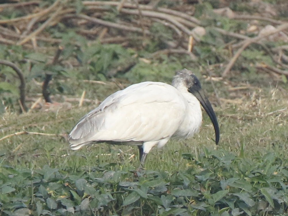 ibis černohlavý - ML144277141