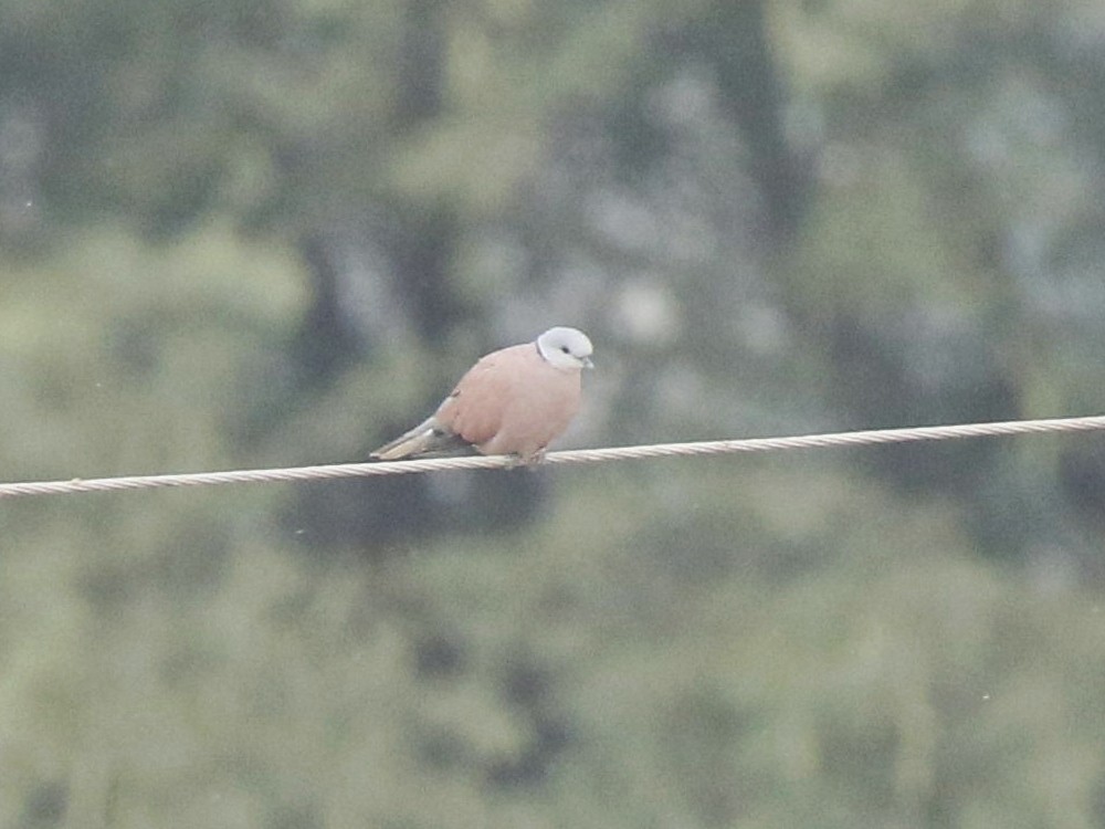 Red Collared-Dove - ML144277321
