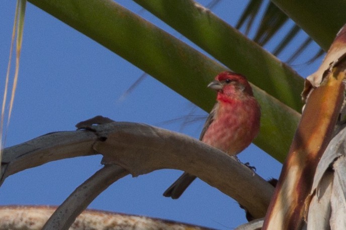 House Finch - Lindy Fung